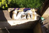 elan-close-ratio-gear-set-and